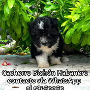 Cachorro Bichón Habanero - Img 57844366