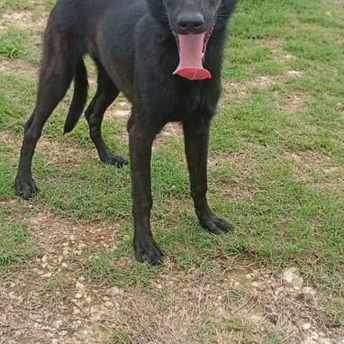 Venta de cachorros - Img 123342933