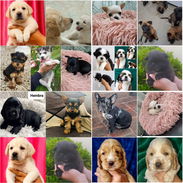 🐶 CACHORROS DE RAZAS CON GARANTÍA Y CONFIANZA BETTY MASCOTAS WHATSAPP 52506841 🐶 - Img 55891518