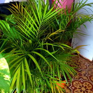 Plantas espectaculares - Img 56848385
