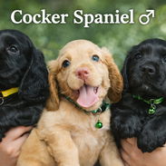 COCKER SPANIEL - Img 55660539
