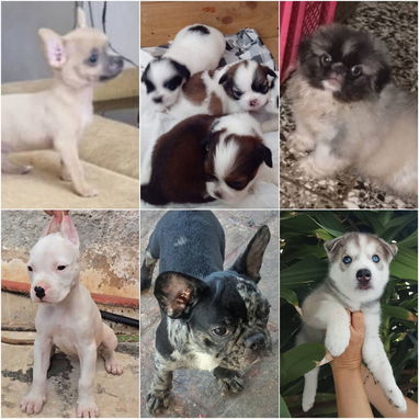 •• RAZAS DE PERROS  TALLA PEQUEÑA, MEDIANA Y GRANDE  BETTY MASCOTAS WHATSAPP 52506841 ••• - Img 122633228