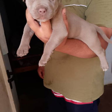 Si lo que buscas es una buena compañía todos disponibles pitbull, Chihuahua, bulldog francés, shitzu, pastor 53818081 - Img 125829086