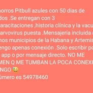 Pitbull azules. Genética de lujo por solo 150 usd - Img 56279323