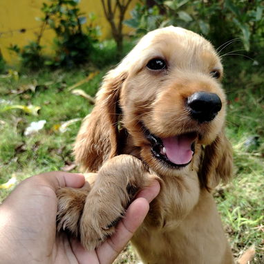 Cocker Spaniel !!!! - 2/4