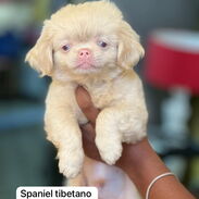Hermoso cachorro de spaniel tibetano macho albino - Img 45387829