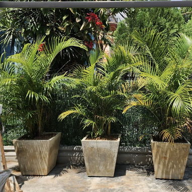 CREAMOS Y DISEÑAMOS JARDINES CON CÉSPED, PLANTAS, PIEDRAS DECORATIVAS, MACETAS Y TODO LO QUE USTED DESEE. JARDINEROS - Img 106930077