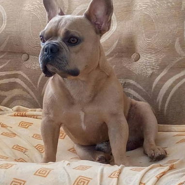 BULLDOG FRANCES,ambos sexos,azules en 1000 USD y negros en 600 USD o equivalente,TENGO MENSAJERÍA,tienen 33 días - 10/10