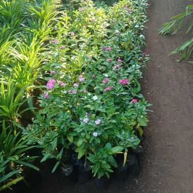 Servicio de jardinería 👩🏼‍🌾 - 4/10