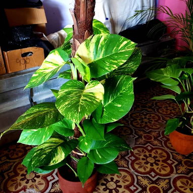 Plantas grandes y espectaculares para decorar los espacios de tu casa o terrazas - Img 126058687