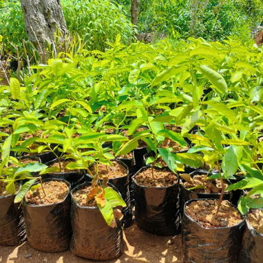 Venta de arboles frutales y ornamentales - Img 124230960