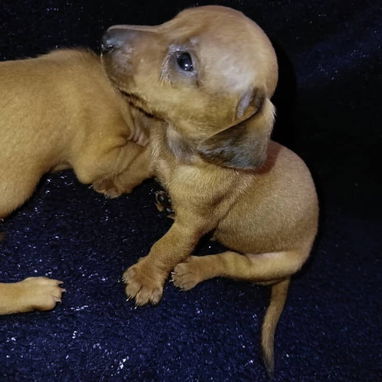 Variedades de razas.pitbull.shitzu.chihuahua.rowailer.pastor alemán.pastor belga malinoe.dalmata.bulldog francés.boxer. - 3/10