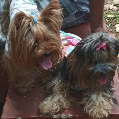 🐾✨ YORKY MACHO EN PROMOCIÓN BETTY MASCOTAS WHATSAPP 52506841 ✨🐾 - 4/5