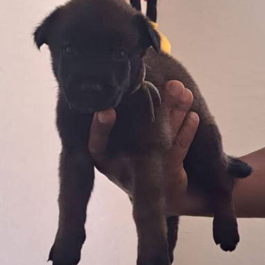 PASTOR MALINOIS,ambos sexos,en 150 USD o equivalente(ACEPTO TRANSFERENCIA)TENGO MENSAJERÍA,de 35 días y desparacitados - Img 123314150
