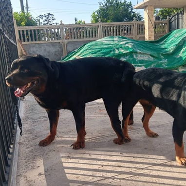 ROTTWEILER,ambos sexos,en 350 USD o equivalente en moneda nacional,TENGO MENSAJERÍA,tienen 43 días y están desparacitado - 10/10
