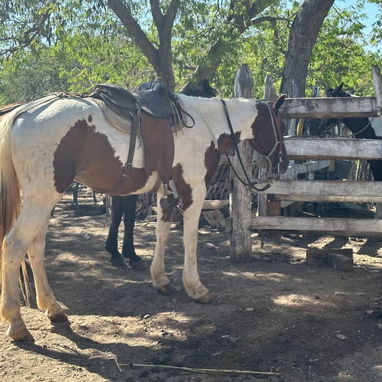 Hospedaje y Excursión a la vez en una auténtica finca campesina: Experiencia Rural en la finca "La Lima", Trinidad - Img 99723967