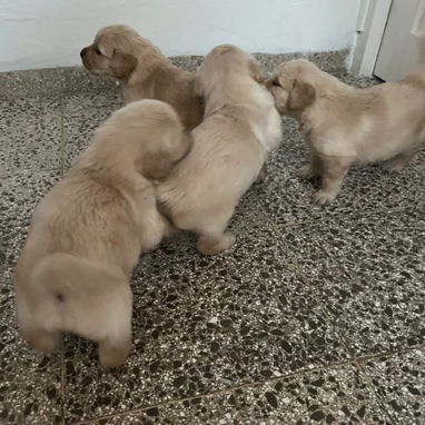 GOLDEN RETRIEVER,machos,en 250 USD o equivalente,TENGO MENSAJERÍA,tienen 48 días y están desparacitados - 5/7