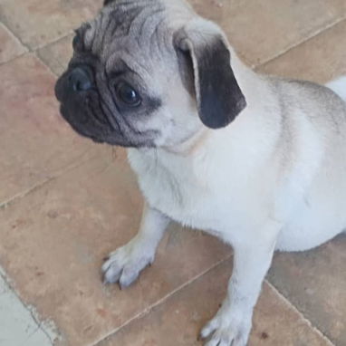 PUG CARLINO,hembra,en 250 USD o equivalente,TENGO MENSAJERÍA,tiene 6 meses,2 VACUNAS PUESTAS y con historia clínica - 4/10
