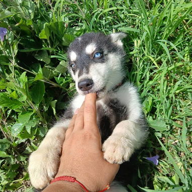 💜💜💜* 🐶 HERMOSOS HUSKY SIBERIANO OJOS AZULES WHATSAPP 58746643  *💜💜💜. - Img 125684360
