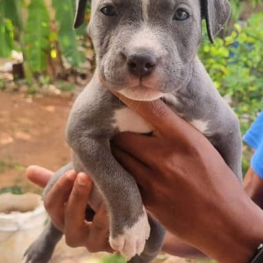 💜💜💜* 🐶 PITBULL AZUL  AMBOS SEXOS VARIEDAD DE COLORES WHATSAPP  58746643... 💜💜💜. - Img 125684789