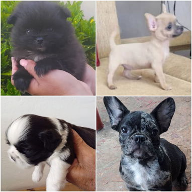 💜💜💜* 🐶¿BUSCAS UN CACHORRO?* EN BETTY MASCOTAS TE AYUDAMOS A ENCONTRAR TÚ FIEL COMPAÑERO WHATSAPP 52506841  💜💜💜 - Img 122643031