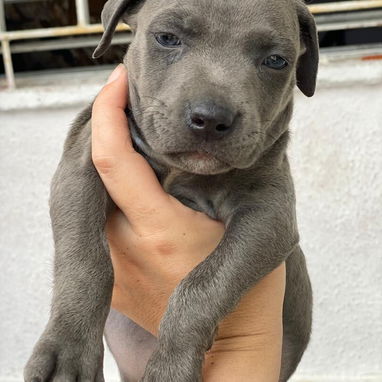 Cachorros de Pitbull Blue - Img 124119803