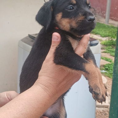 🐾🖤 ¡HERMOSA CAMADA DE ROTTWEILER WHATSAPP 52506841 ! 🖤🐾 - 3/5