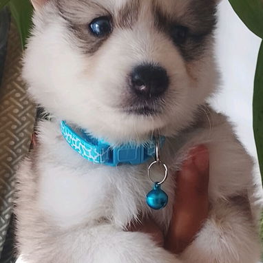 Vendo huskys siberianos en 100 - 2/5