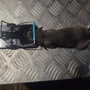 Ratoneras para Ratas Grandes Calidad Premiun - Img 56812170