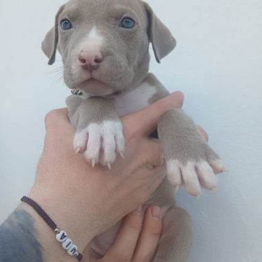 Variedad de perros pura razas - Img 114840418