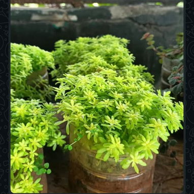 🪴🪻Plantas,posturas, y mucho más para tus espacios ✨️ - 2/8