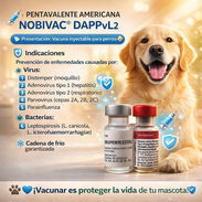 Pentavalente Americana Novibac - Img 51253882
