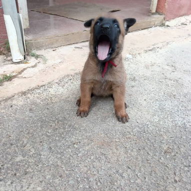 Vendo cachorrita de pastor belga malinois - 4/4