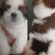 Cachorros de shitzu en venta - Img 56367463