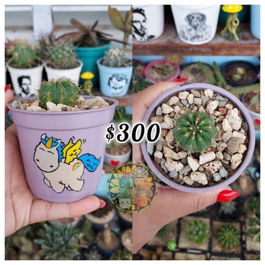 Cactus y suculentas en macetas decoradas a mano - 4/10