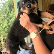 ROTTWEILLER DE Alta Raza - Img 56204351