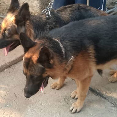 Todo lo que buscas está aquí pitbull, Chihuahua, shitzu, bulldog francés, Salchicha 53818081 - Img 122242136