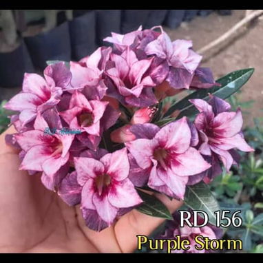 Adenium - 7/10