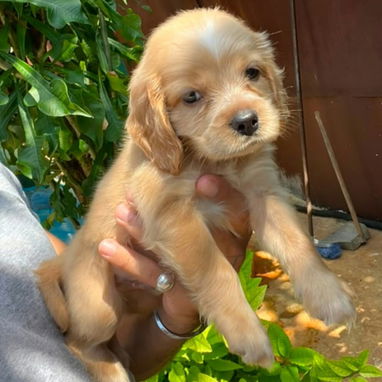 🐶❤️ ¡LINDOS MACHITOS COCKER SPANIEL ! WHATSAPP 58746643 ❤️🐶 - 4/4