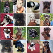 (((( RAZAS CANINAS PARA ELEGIR BETTY MASCOTAS WHATSAPP 52506841 )))) - Img 49373122