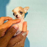 🐾Hermosos Chihuahuitas🍏de los más pequeñitos ambos sexos🌸💙🤏🏻🎁🐶excelente genética🧬 🗒️todas sus desparasitacione - Img 56237826