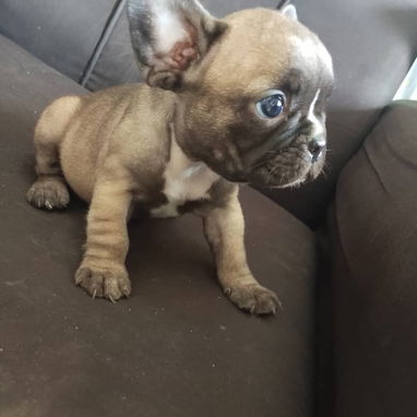 BULLDOG FRANCES,hembras,en 750 USD o equivalente,TENGO MENSAJERÍA,tienen 43 días y están desparacitadas - 7/10