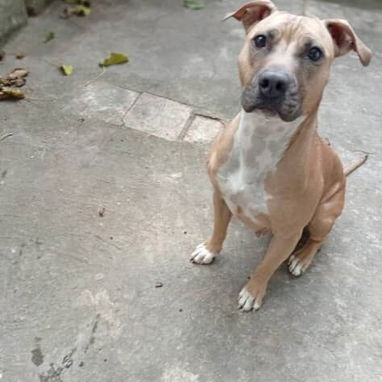 Cachorros Pitbull - Img 124519396