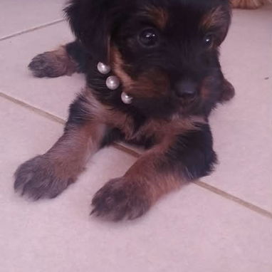 🐾 CACHORROS YORKSHIRE TERRIER  AMBOS SEXOS WHATSAPP 58746643 🐾 - 5/7