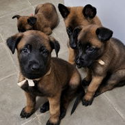 ((( PASTOR BELGA MALINOIS AMBOS SEXOS BETTY MASCOTAS WHATSAPP 52506841 ))) - Img 55875172