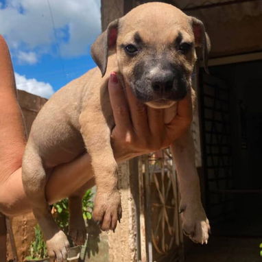 PITBULL hembras CON PADRE BULLY Y MADRE PITBULL,en 200 USD o equivalente,TENGO MENSAJERÍA,tienen 55 días y desparacitada - 4/10