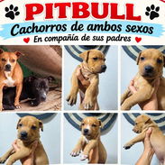 En venta cachorros pitbull, 1 machito y una hembra. - Img 58116227