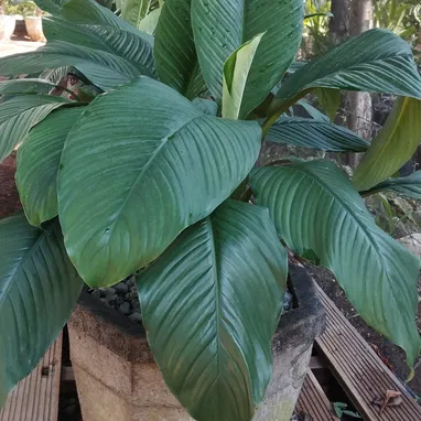 Plantas y servicios de Jardineria - Img 118359547