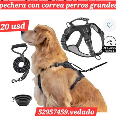 52957459 Pechera con correa perros grandes...20usd Collar de entrenamiento7 usd CORREA --2800 CADENA DE ACERO-----8 usd - Img 123979786