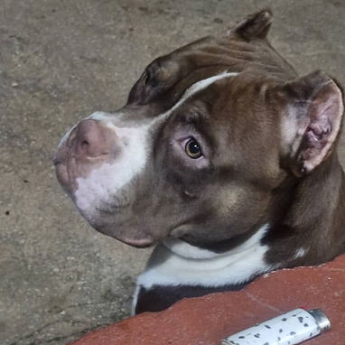 PITBULL,hembra,en 300 USD o equivalente,TENGO MENSAJERÍA,tiene 40 días,desparacitada,PADRE BULLY Y MADRE PITBULL - Img 126448136